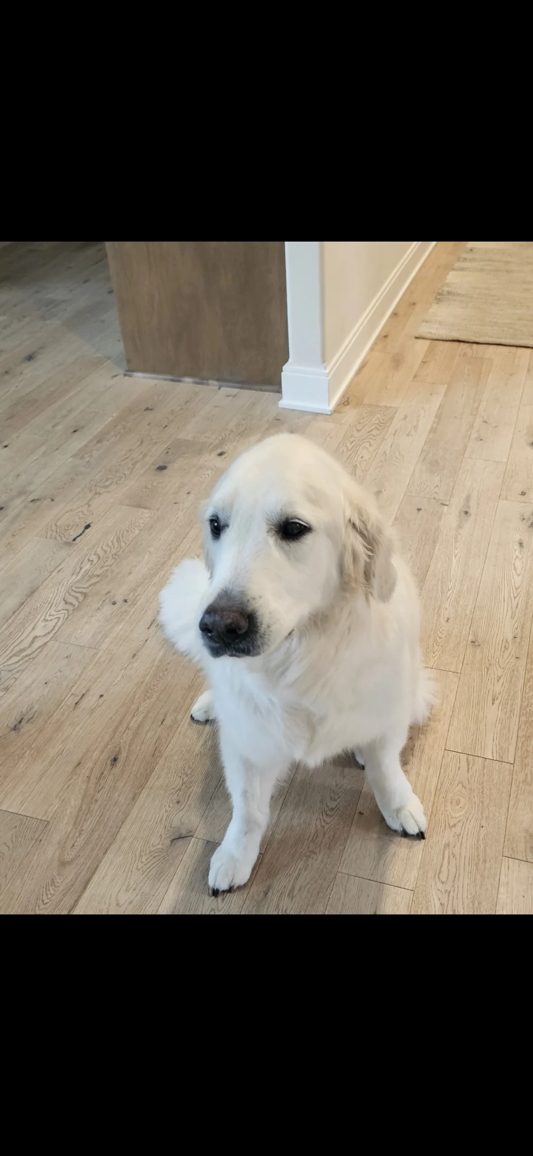 Abbie, a dog customer in Tinley Park, IL.