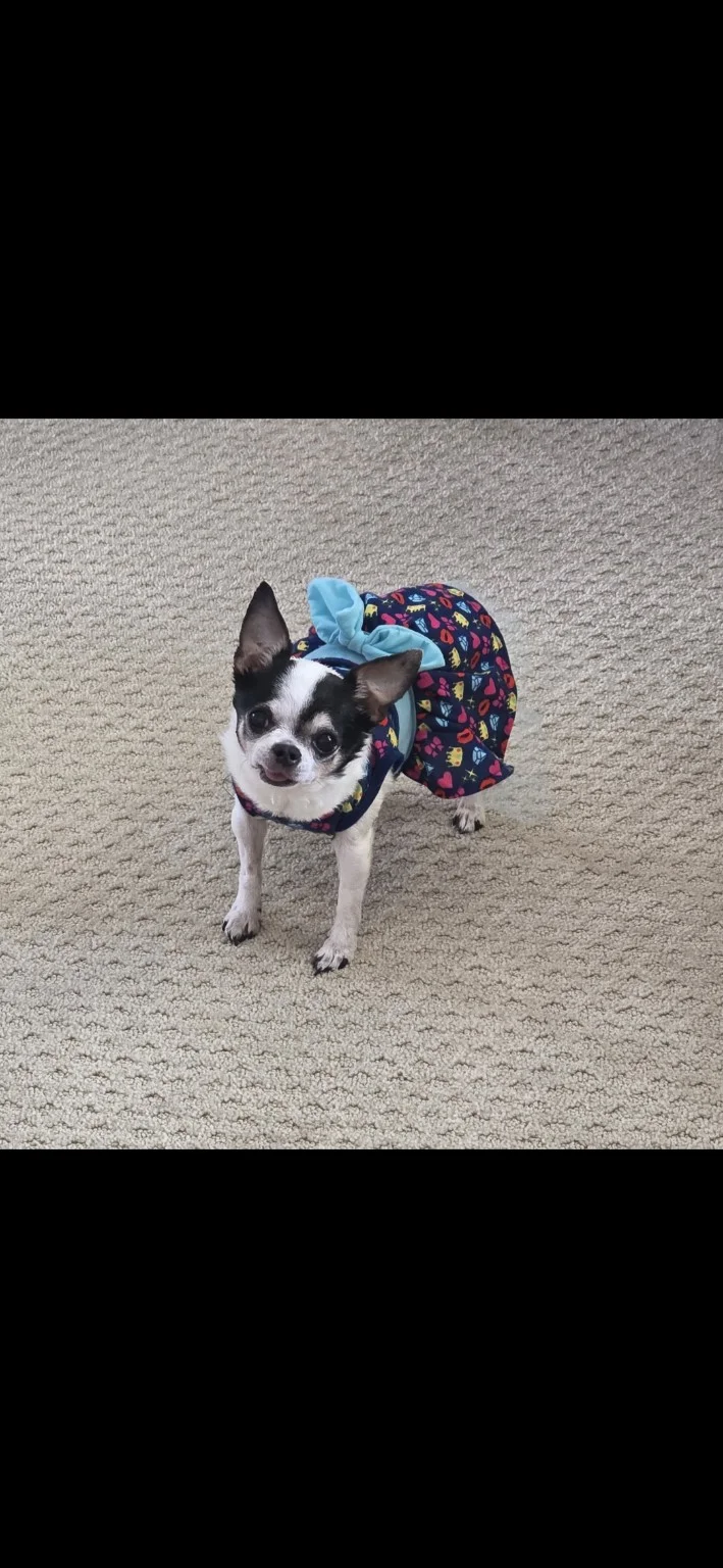 Chi Chi, a dog customer in Orland Park, IL.