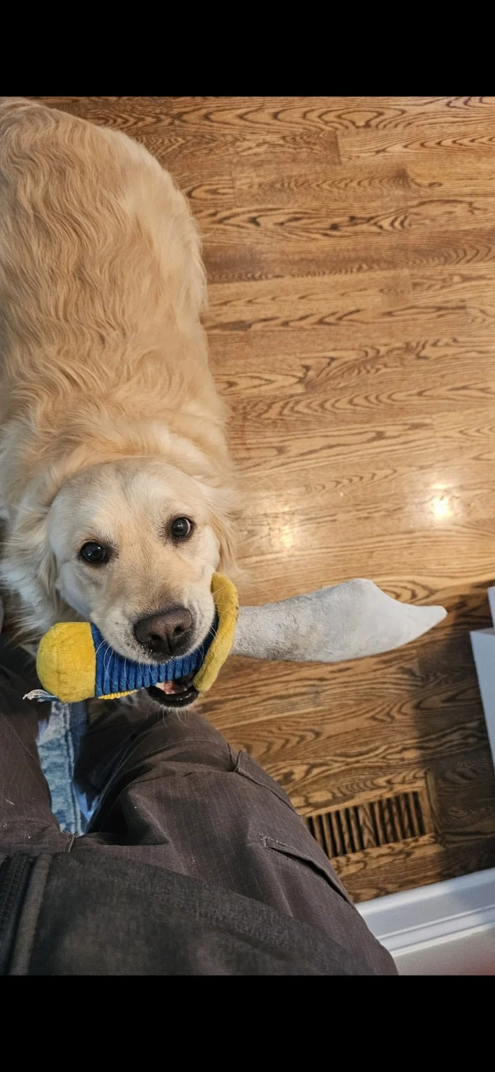 Franklin, a dog customer in Homer Glen, IL.