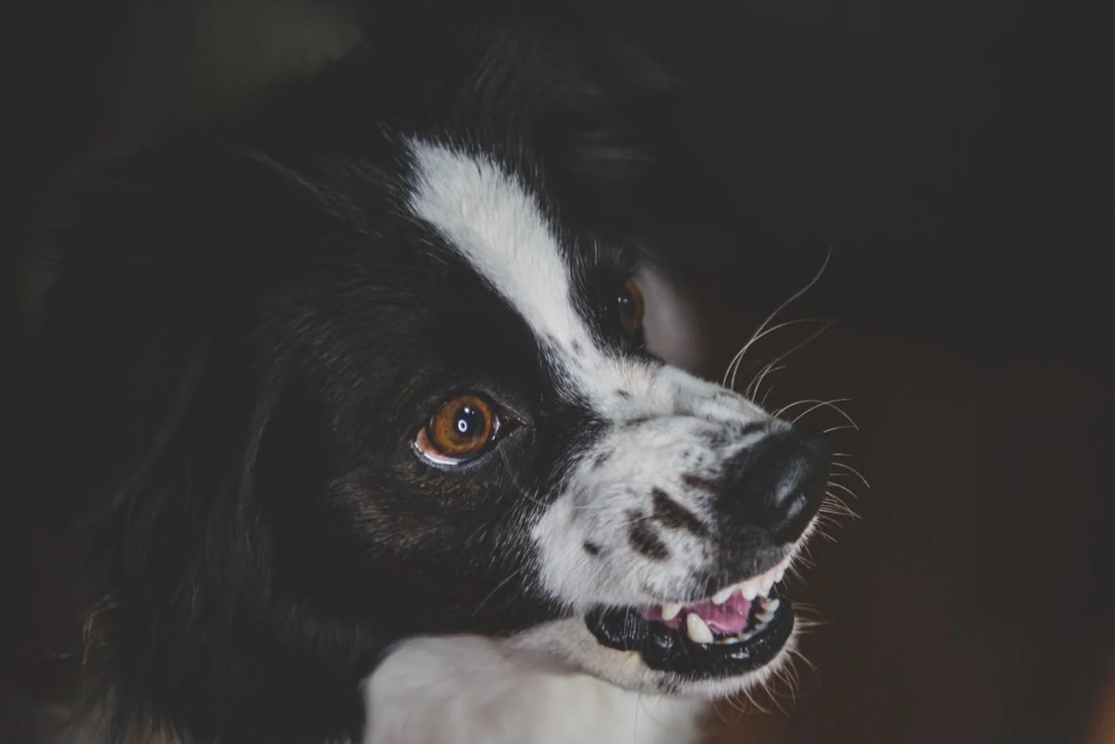 Rosie, a dog customer in Lockport, IL.